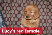 Lucy's Red, a female Golden Retriever for sale in Wynnewood, OK – Photo 3 of 5