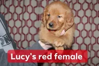 Lucy's Red, a female Golden Retriever for sale in Wynnewood, OK – Photo 2 of 5