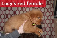 Lucy's Red, a female Golden Retriever for sale in Wynnewood, OK – Photo 5 of 5