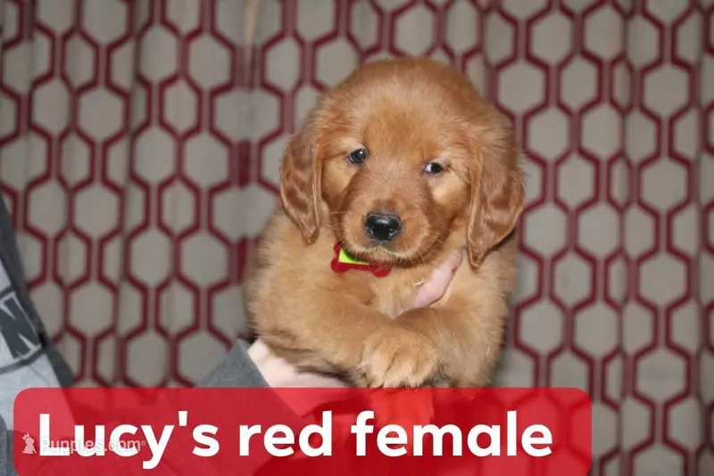 Lucy's Red, a female Golden Retriever for sale in Wynnewood, OK – Photo 1 of 5
