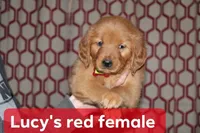 Lucy's Red, a female Golden Retriever for sale in Wynnewood, OK – Photo 1 of 5