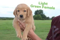 Light green, a female Golden Retriever for sale in Wynnewood, OK – Photo 1 of 3