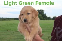 Light green, a female Golden Retriever for sale in Wynnewood, OK – Photo 2 of 3