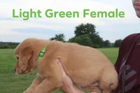 Light green, a female Golden Retriever for sale in Wynnewood, OK – Photo 3 of 3