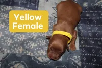 Yellow, a female Golden Retriever for sale in Wynnewood, OK – Photo 2 of 2