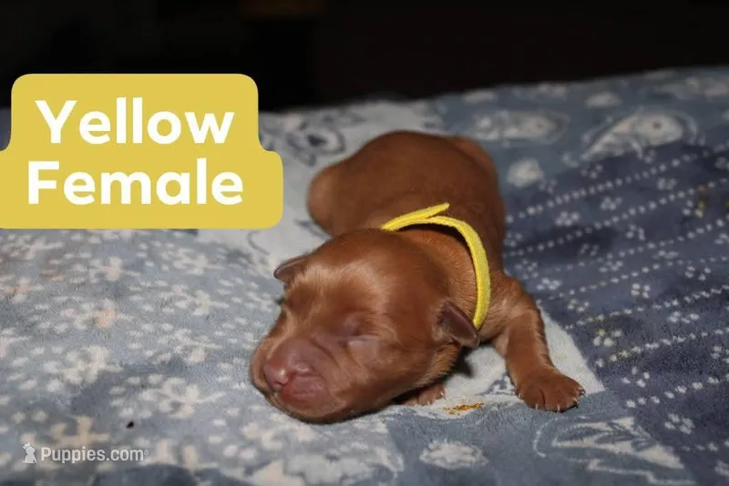 Yellow, a female Golden Retriever for sale in Wynnewood, OK – Photo 1 of 2