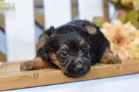 Emma, a female Silky Terrier for sale in Anderson, MO – 5 of 7