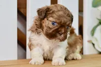 Brett, a male Shih Tzu for sale in Anderson, MO – 8 of 8