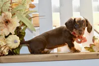 Luna, a female Miniature Dachshund for sale in Anderson, MO – 4 of 8