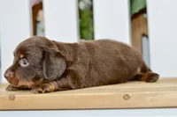 Drew, a male Miniature Dachshund for sale in Anderson, MO – 8 of 8