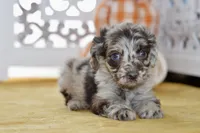 Thea, a female Cockapoo for sale in Anderson, MO – 2 of 8