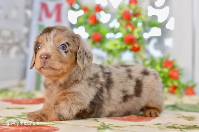 Lilla – Miniature Dachshund puppy for sale in Anderson, MO
