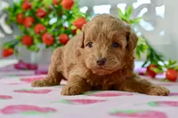 Josey, a female Miniature Goldendoodle for sale in Anderson, MO – 3 of 8