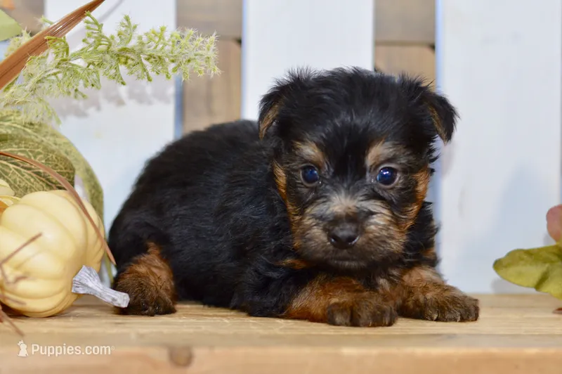 Easton – Silky Terrier puppy for sale in Anderson, MO