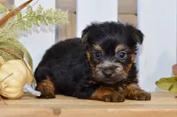 Easton, a male Silky Terrier for sale in Anderson, MO – 1 of 8