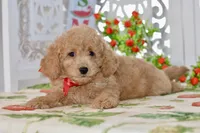 Jared, a male Miniature Goldendoodle for sale in Anderson, MO – 6 of 8