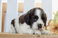 Remi, a female Cocker Spaniel for sale in Anderson, MO – 6 of 8