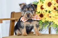 Fern, a female Silky Terrier for sale in Anderson, MO – 4 of 8