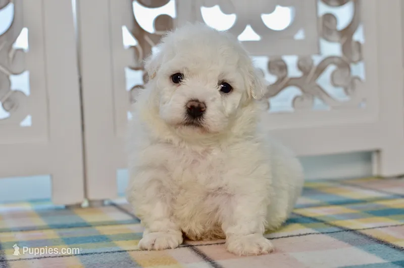 Glenn – Bichon Frise puppy for sale in Anderson, MO