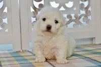 Glenn, a male Bichon Frise for sale in Anderson, MO – 1 of 8