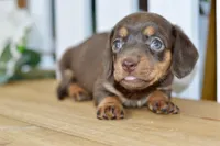 Haylee, a female Dachshund for sale in Anderson, MO – 3 of 8