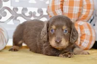 Thatcher, a male Dachshund for sale in Anderson, MO – 5 of 8