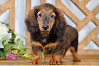 Aaron, a male Miniature Dachshund for sale in Anderson, MO – 4 of 8