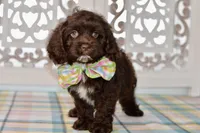 Claudia, a female Cockapoo for sale in Anderson, MO – 6 of 8