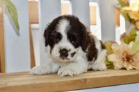 Remi, a female Cocker Spaniel for sale in Anderson, MO – 3 of 8