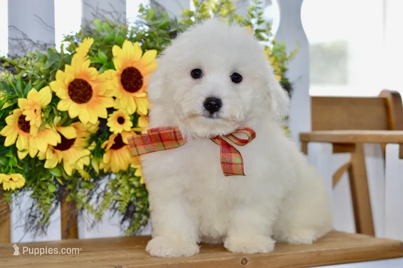 Glenn – Bichon Frise puppy for sale in Anderson, MO