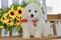 Glenn, a male Bichon Frise for sale in Anderson, MO – 1 of 8