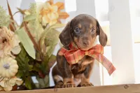 Luna, a female Miniature Dachshund for sale in Anderson, MO – 8 of 8