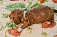 Molly, a female Dachshund for sale in Anderson, MO – 6 of 8