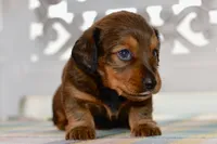 Debbie, a female Miniature Dachshund for sale in Anderson, MO – 3 of 8