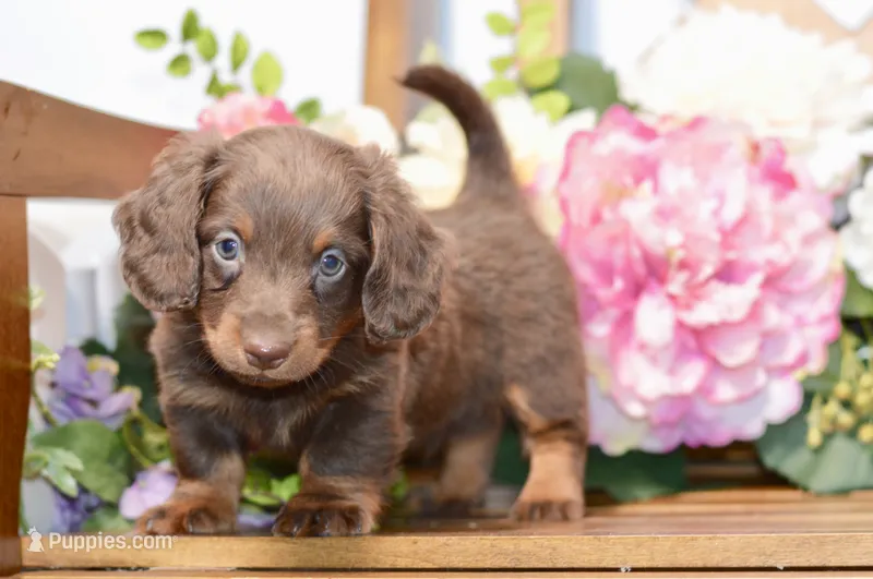 Osborn – Miniature Dachshund puppy for sale in Anderson, MO