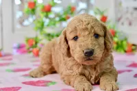Jayce, a male Miniature Goldendoodle for sale in Anderson, MO – 8 of 8