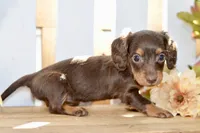Coco, a female Miniature Dachshund for sale in Anderson, MO – 3 of 8