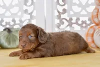 Thor, a male Dachshund for sale in Anderson, MO – 8 of 8