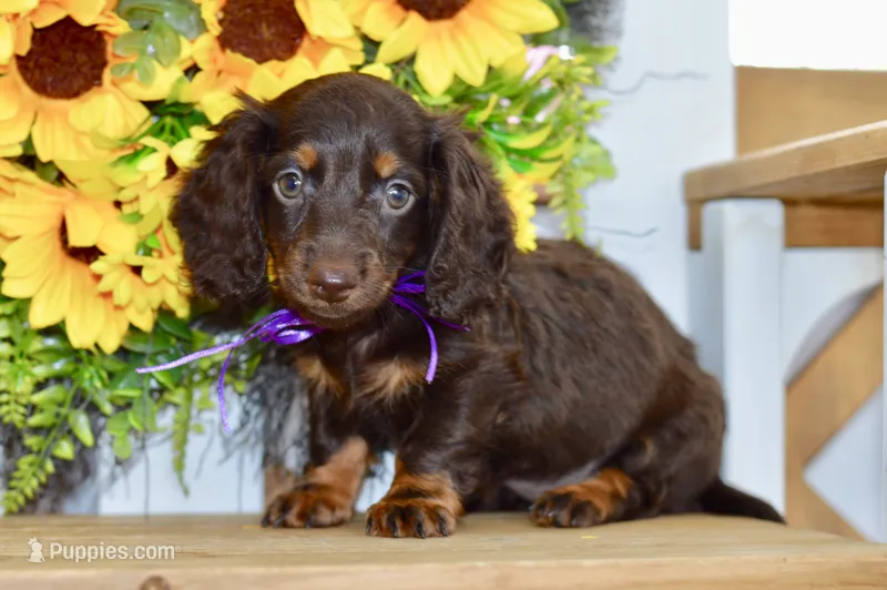 Harper – Dachshund puppy for sale in Anderson, MO