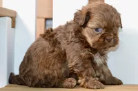 Betty, a female Shih Tzu for sale in Anderson, MO – 6 of 8