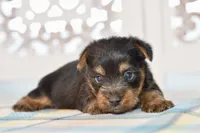 Frank, a male Silky Terrier for sale in Anderson, MO – 4 of 8