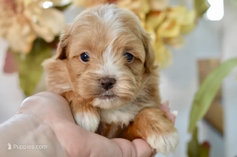 Polly – Shihpoo puppy for sale in Anderson, MO