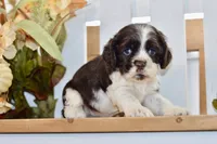 Robyn, a female Cocker Spaniel for sale in Anderson, MO – 3 of 8