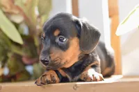 Sybel, a female Miniature Dachshund for sale in Anderson, MO – 3 of 8