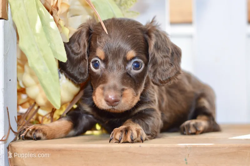 Claudine – Miniature Dachshund puppy for sale in Anderson, MO