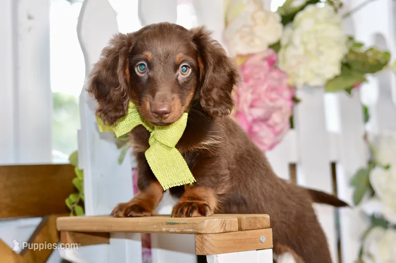 Osborn – Miniature Dachshund puppy for sale in Anderson, MO