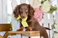 Osborn, a male Miniature Dachshund for sale in Anderson, MO – 1 of 7