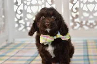 Claire, a female Cockapoo for sale in Anderson, MO – 3 of 8