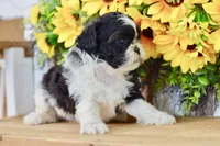 Karla, a female Shih Tzu for sale in Anderson, MO – 2 of 8