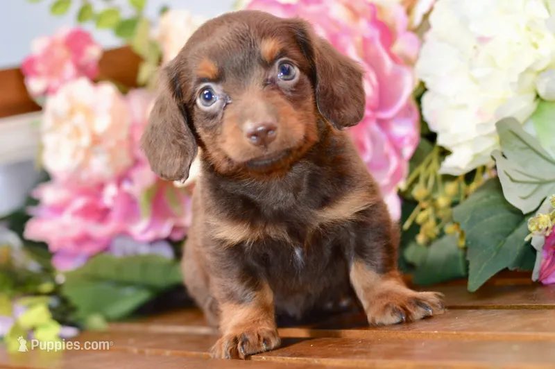 Nash – Miniature Dachshund puppy for sale in Anderson, MO